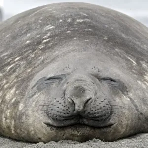 Southern Elephant Seal - Salisbury plains - South Georgia Southern Elephant Seal - Salisbury plains - South Georgia