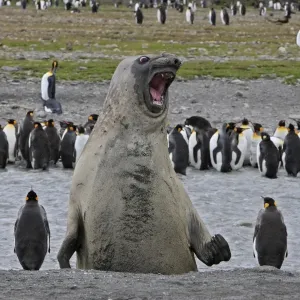 Southern Elephant Seal - showing size comparison with King Penguins (Aptenodytes patagonicus) - Saint Andrew - South Georgia Southern Elephant Seal - showing size comparison with King Penguins (Aptenodytes patagonicus) - Saint Andrew - South Georgia