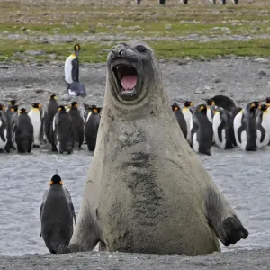 Southern Elephant Seal - showing size comparison with King Penguins (Aptenodytes patagonicus) - Saint Andrew - South Georgia Southern Elephant Seal - showing size comparison with King Penguins (Aptenodytes patagonicus) - Saint Andrew - South Georgia