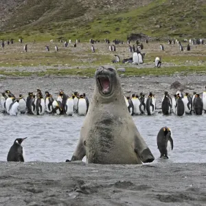 Southern Elephant Seal - showing size comparison with King Penguins (Aptenodytes patagonicus) - Saint Andrew - South Georgia
