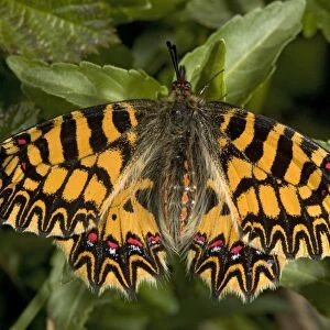 Southern festoon butterfly, in its darker orange form (forma ochracea). Mani peninsula
