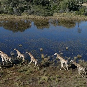 Southern / Giraffe - Aerial view of Giraffe running Okavango delta, Botswana