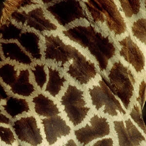 Southern Giraffe markings CRH 947 Moremi, Botswana Giraffa camelopardalis © Chris Harvey / ardea. com