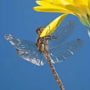 Southern Hawker Dragonfly - hanging on yellow flower UK