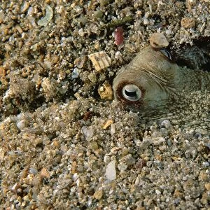 Southern Keeled Octopus - half buried in sand, has altered colouration to closely match its surroundings Edithburgh, Yorke Peninsula, South Australia TED00341