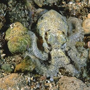 Southern Keeled Octopus -) matching body colour to the gravel/sand Edithburgh, Yorke Peninsula, South Australia TED00204