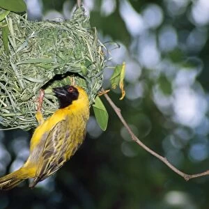 Southern Masked Weaver - at nest - Namibia Africa