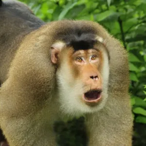 Southern Pig-tailed Macaque - Gunung Leuser National Park - Northern Sumatra - Indonesia Southern Pig-tailed Macaque - Gunung Leuser National Park - Northern Sumatra - Indonesia
