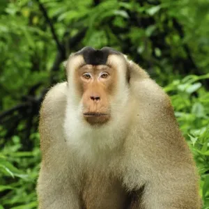 Southern Pig-tailed Macaque - Gunung Leuser National Park - Northern Sumatra - Indonesia Southern Pig-tailed Macaque - Gunung Leuser National Park - Northern Sumatra - Indonesia
