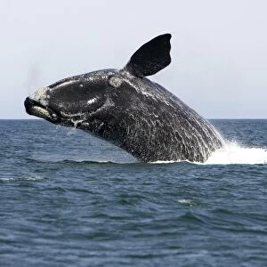Southern Right Whale - Adult, breaching Valdes Peninsula, Province Chubut, Patagonia, Argentina