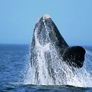 Southern Right Whale - breaching