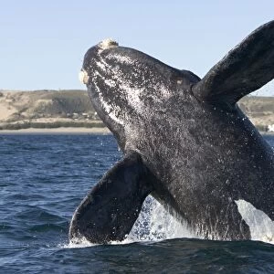 Southern Right whale: calf, breaching Off Puerto Piramide, Valdes Peninsula, Chubut Province, Patagonia, Argentina