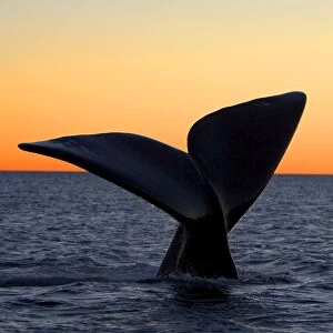 Southern Right Whale - Tail fluke, at sunset Valdes Peninsula, Province Chubut, Patagonia, Argentina
