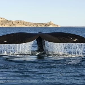 Southern Right Whale - tail fluke Valdes Peninsula, Province Chubut, Patagonia, Argentina