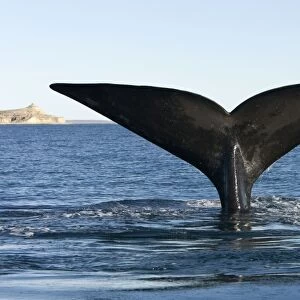 Southern Right Whale - tail flukes Valdes Peninsula, Province Chubut, Patagonia, Argentina