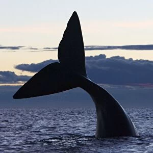 Southern Right whale - tail, after sunset. Off Puerto Piramide, Valdes Peninsula, Chubut Province, Patagonia, Argentina