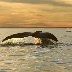 Southern Right Whale - tail, sunset Off Puerto Piramide, Valdes Peninsula, Chubut Province, Patagonia, Argentina Southern Right Whale - tail, sunset Off Puerto Piramide, Valdes Peninsula, Chubut Province, Patagonia, Argentina