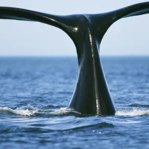 Southern Right WHALE - tail out of water Southern Right WHALE - tail out of water