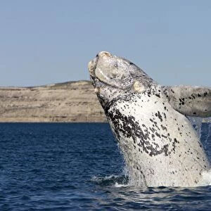 Southern Right whale - a white calf breaching, each year 3 or 4 white calves are seen in the right whale population that breeds in the gulfs of the Valdes Penisula