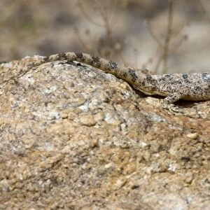 Southern Rock Agama - Female basking on rock. Inhabits rocky outcrops in semi-desert to fynbos areas. Feed mostly on ants and termites, but other arthropods as well. Widespread throughout Cape, also Namibia, Zululand and Mpumalanga escarpment