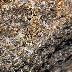 Southern Rock Agama Lizard - camouflage. Endemic South West Namibia