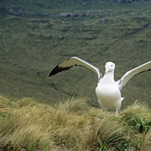 Southern Royal Albatross - stretching wings Campbell Island, New Zealand