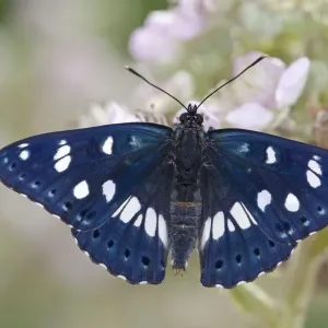 Southern White Admiral Butterfly - bramble flower - controlled conditions Southern White Admiral Butterfly - bramble flower - controlled conditions