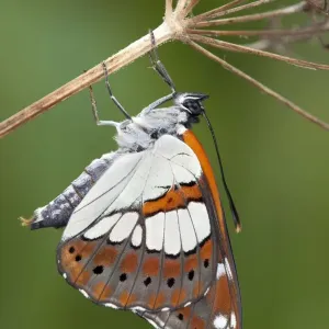 Southern White Admiral Butterfly - controlled conditions Southern White Admiral Butterfly - controlled conditions