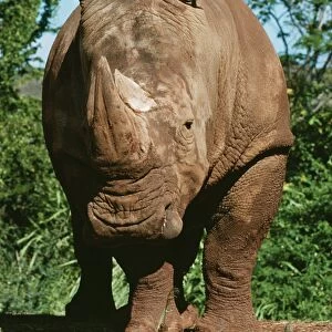 Southern White Rhinoceros KEL 1140 Grasslands of South Africa. Ceratotherium simum simum © Ken Lucas / ardea. com