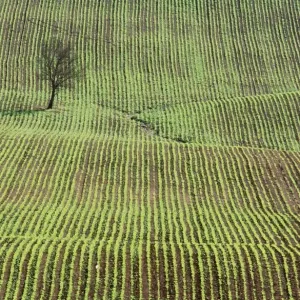 SPAIN - ANDALUSIA, cultivation of beetroot SPAIN - ANDALUSIA, cultivation of beetroot