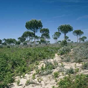 Spain - Stone / Umbrella Pine in habitat - Coto Donana National Park