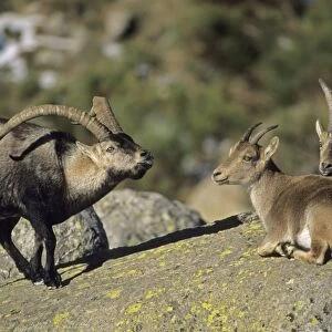 Spanish Ibex - Male courting female in rut - Spain - I. U. C. N. vulnerable- Lives in mountainous areas of Pyrenees and central and southern Spain