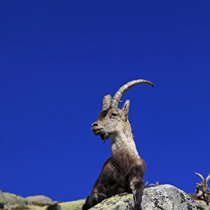 Spanish Ibex - Sierra de Gredos - Spain