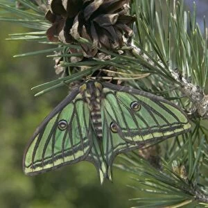 Spanish Moon Moth - Female on the cone of a pine. Europe