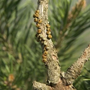 Spanish Moon Moth - laying eggs onto a twig of a pine