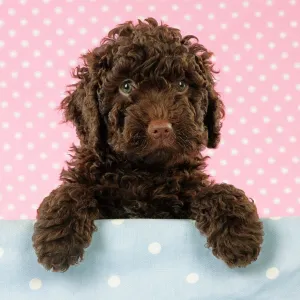 Spanish water dog puppy looking over shelf Digital Manipulation: background colour enhancement