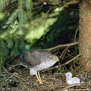 Sparrowhawk - female at nest with young. West Sussex, UK