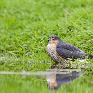 Sparrowhawk - male bathing in pond - Bedfordshire UK 11337