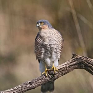 Sparrowhawk - male on perch - Bedfordshire UK 11191