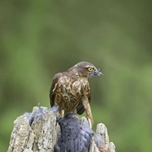 Sparrowhawk - young male feeding on blackbird - Bedfordshire - UK 007131