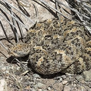 Speckled Rattlesnake Coiled against rock. Arizona USA