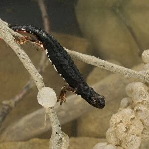 Spectacled Salamander - in water with eggs - Italy