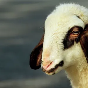 Spectacles Sheep - lamb, close-up of the head