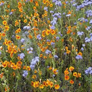 Spectacular masses of wildflowers, especially San Joaquin blazing star Mentzelia pectinata in The Temblor Range, Carrizo Plain, California