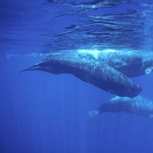 Sperm whale - Adult and young Azores, Portugal, North Atlantic Ocean