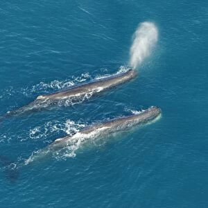 Sperm whale - aerial view of two adult males. Off Kaikoura - South Island - New Zealand