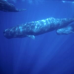 Sperm whale - Calf swimming under mother's tail. Photographed off the Azores Islands (Portugal). North Atlantic Ocean