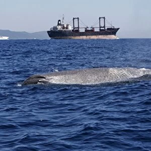 Sperm Whale - with cargo ship in background. The Strait of Gibraltar - Spain