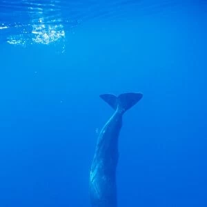 Sperm Whale - diving Azores