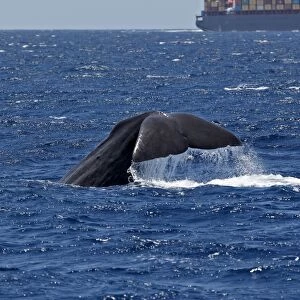 Sperm Whale - diving with cargo ship in background. The Strait of Gibraltar - Spain